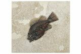 Detailed Fossil Fish (Cockerellites) - Wyoming #292416-1